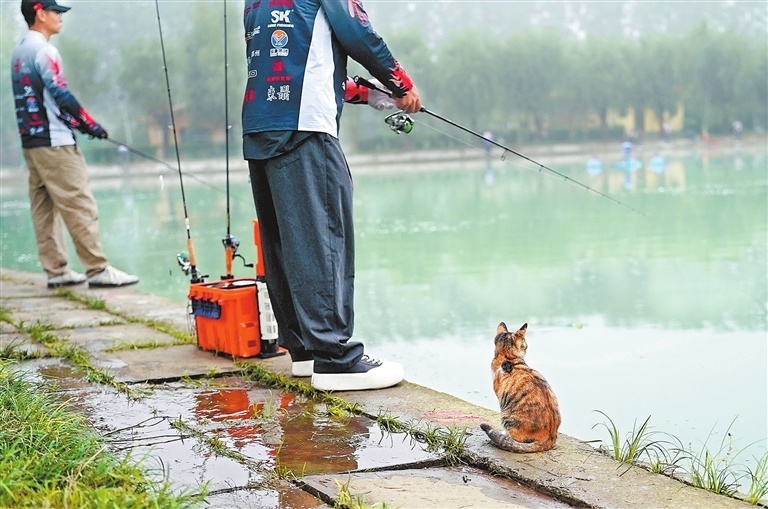 om, 比赛项目, 去搜索鱼